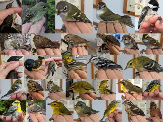 AllStudySpecies